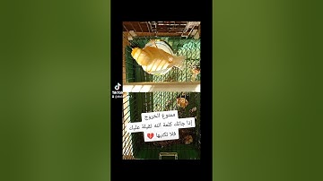 تلاوة عطرة تقشعر منها الأبدان راحة نفسية القرآن الكريم