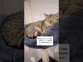 【検証】寝ている猫にチュールを近づけてみたら… 【#shorts】#ごめんなさい