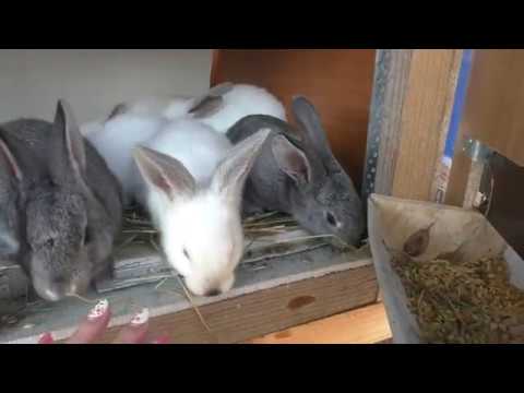 Куры и кролики в нашем хозяйстве.