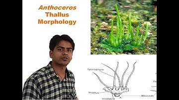 Anthoceros: Thallus Morphology