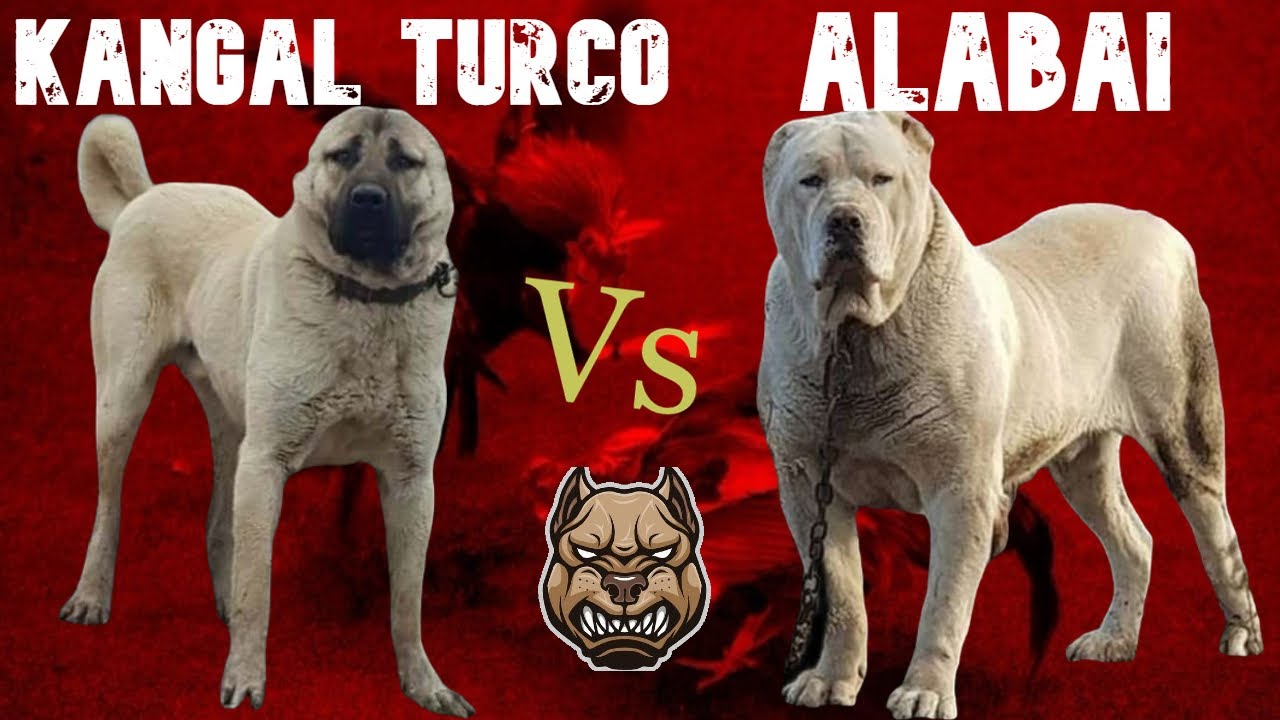 Kangal Turco vs Alabai: Confrontación de GIGANTES! 🔥🦍