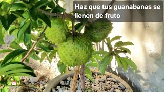 HACIENDO ESTO TENDRAS GUANABANA EN POCO TEMO Y LLENA DE FRUTO