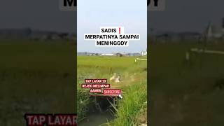 NGERI❗Merpatinya mati ditempat #merpati #merpatikolong #kolong #merpatikolongmeja #shortsviral