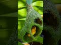 We Won't Believe How Birds Build House 5#bird #nature