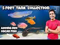 Red oscar fish  adding new red oscar fish  5 feet aquarium fish collection  indian aqua boy03