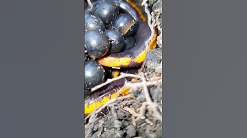 Bắt cá lóc vay xanh ngoài tự nhiên #shorts