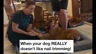 Nail trimming and dremel exercise for aggressive dogs