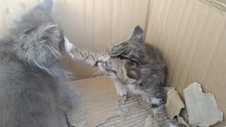 Rescue Stray Kitten Is Hissing And Attacking On His Adopted Siblings He Is Sad After Loss Of Sister