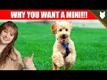 Why you SHOULD get a Miniature POODLE