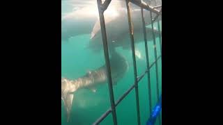 Shark cage diving with air supply in Gansbaai, Cape Town. #whitesharkco #sharkmarineinstitute #shark