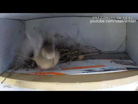 Young morning dove learning to fly