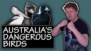 Australia's most DANGEROUS Birds