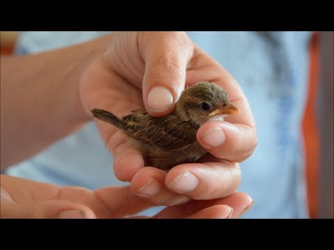 Video: Quale Uccello è Più Piccolo Di Un Passero