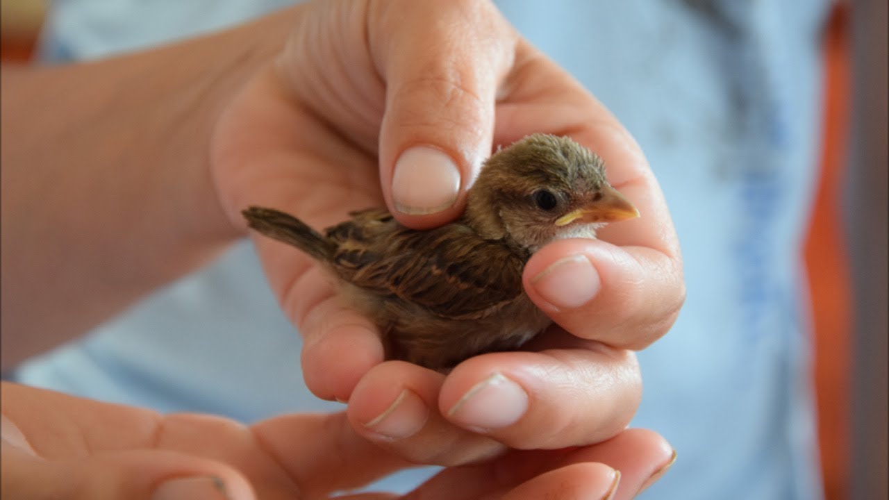 HO SALVATO UN PASSEROTTO !!! - YouTube