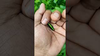 It is the Smaller shiny jewel beetle Yp-1832 #beautifulinsects #nature#anyuniqueanimals#insects