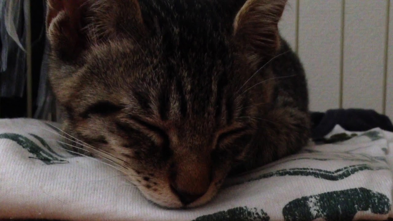 THE PHILOSOPHY OF CAT YouTube