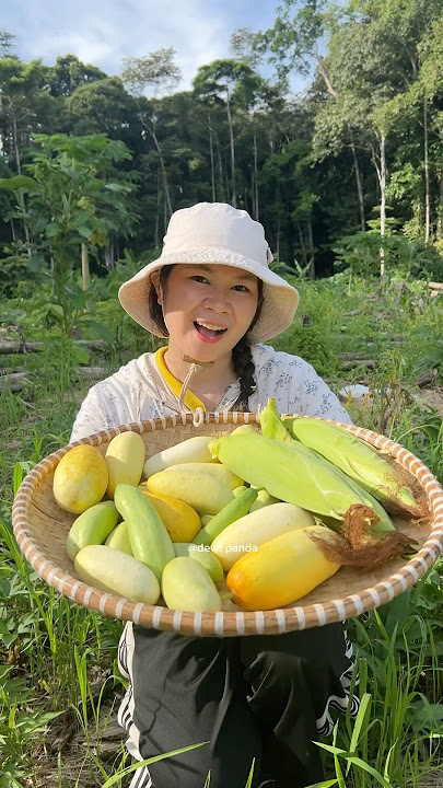 cucumber harvest in the garden