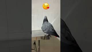 Happy and Chatty Parrot Rocky 🦜🥰 #africangrey #talkingparrot #cuteparrot #funnyparrot #birds by Rocky and The Flock 272 views 1 month ago 1 minute, 2 seconds