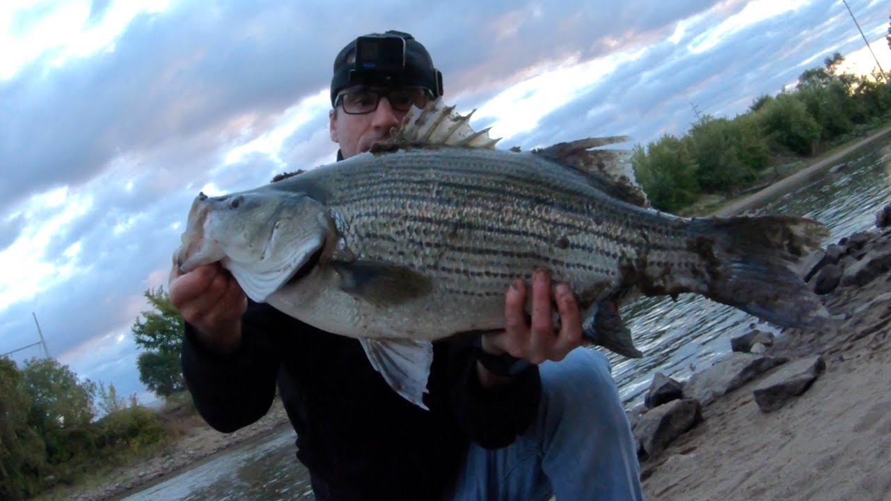 I Caught the Biggest Wiper I Have Ever Seen! (Spillway Fishing for Huge