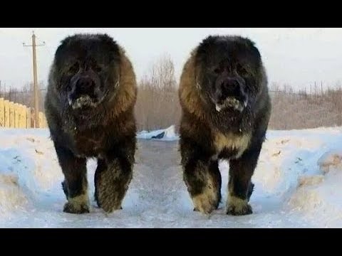 Kafkas Çoban Köpeği - Кавказская овчарка - Qafqaz coban iti - Caucasian  Ovcharka - YouTube