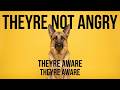 German Shepherds Aren't Aggressive—They're Misunderstood