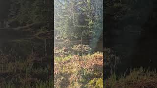 sweet sounds of a spring morning.