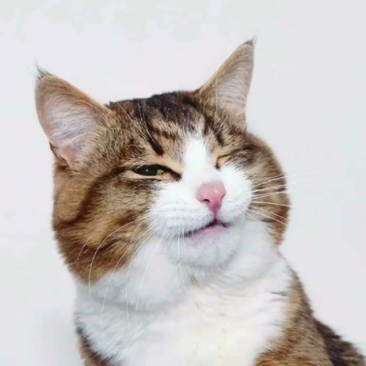 sw kucing exsis😅/storywa