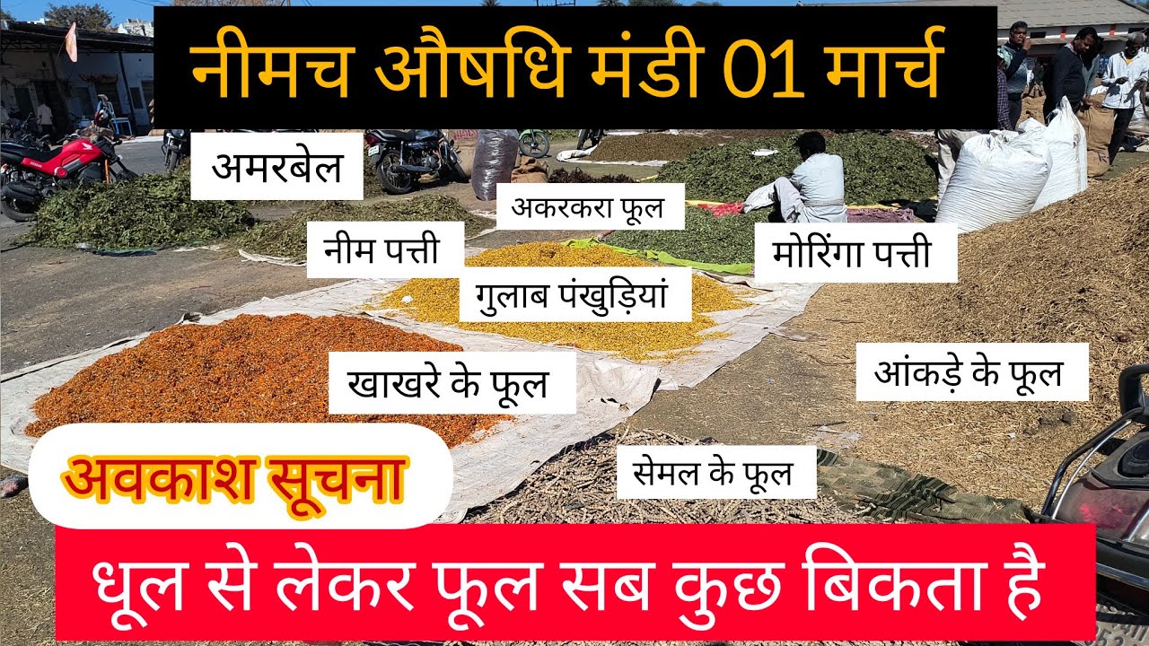 नीमच औषधि मंडी भाव 01 मार्च 2025 । खाखरे के फूल, आंकड़ा फूल । Neemuch ...