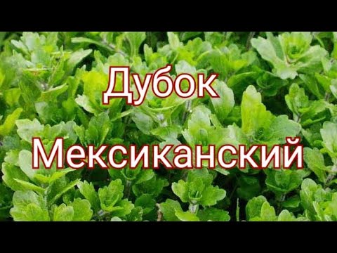 Дубок мексиканский. Содержание и уход.