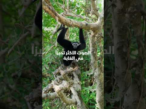 الصوت الأكثر تميزاً في الغابة