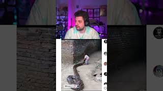 Pi̇tonla Oyun Oynayan Bebek