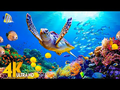 [Yeni] 4 saat çarpıcı 4K sualtı harikaları - Rahatlatıcı müzik |Mercan resifleri, balık ve renkli...
