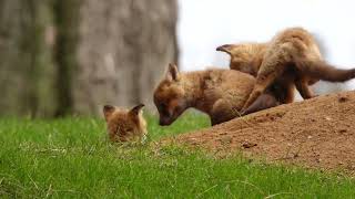 Baby fox siblings  rough and tumble