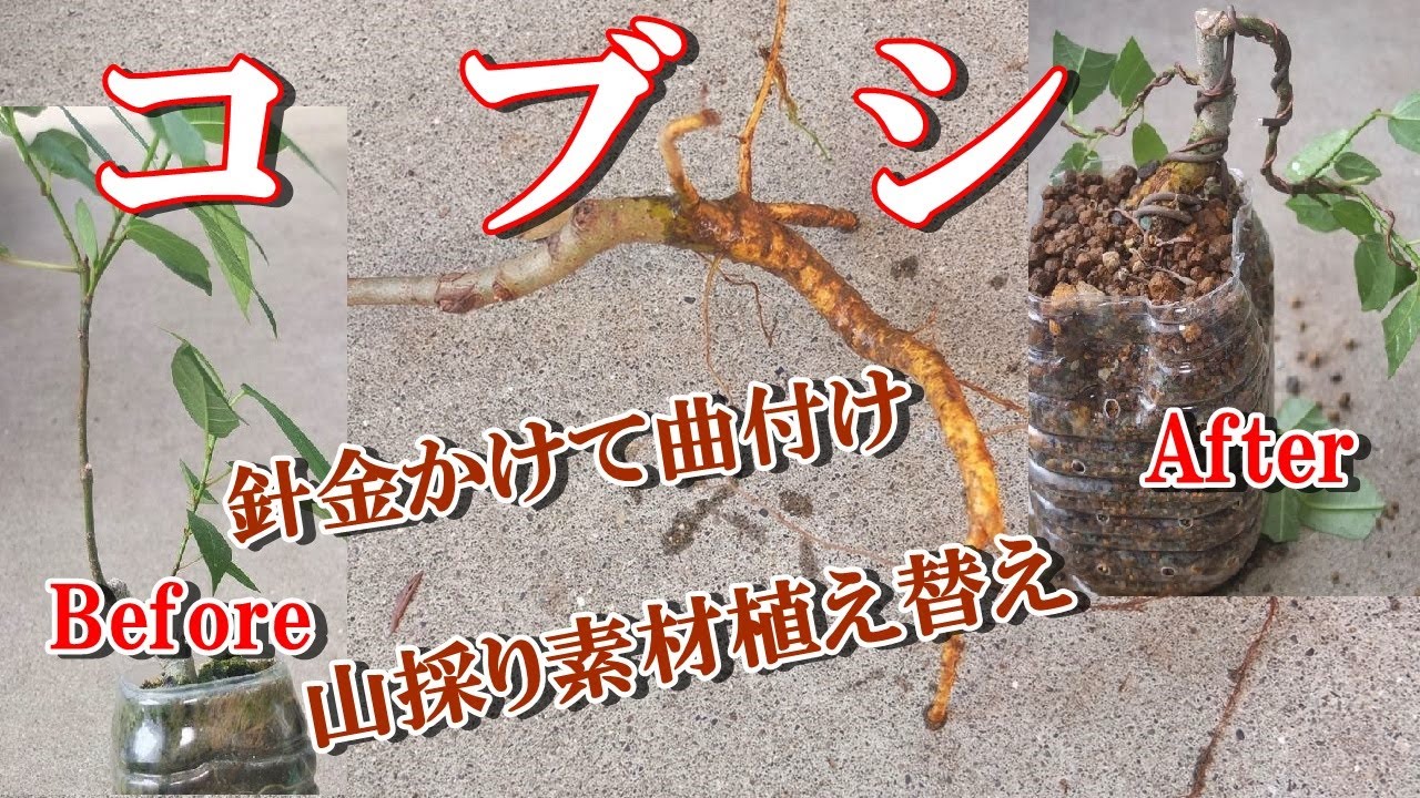 山採り　コブシ 盆栽 辛夷】コブシ 山採り素材植え替え、針金かけて曲付け Magnolia