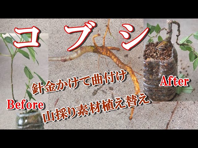 山採り　コブシ 盆栽 辛夷】コブシ 山採り素材植え替え、針金かけて曲付け Magnolia