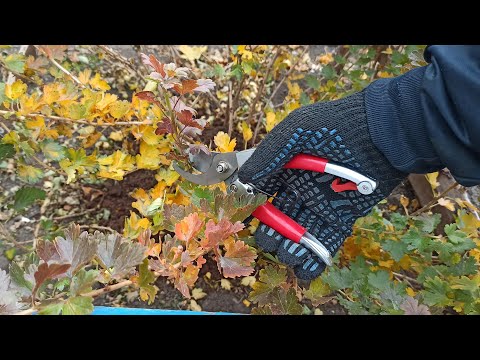 Video: Cómo podar grosellas en otoño para una buena cosecha