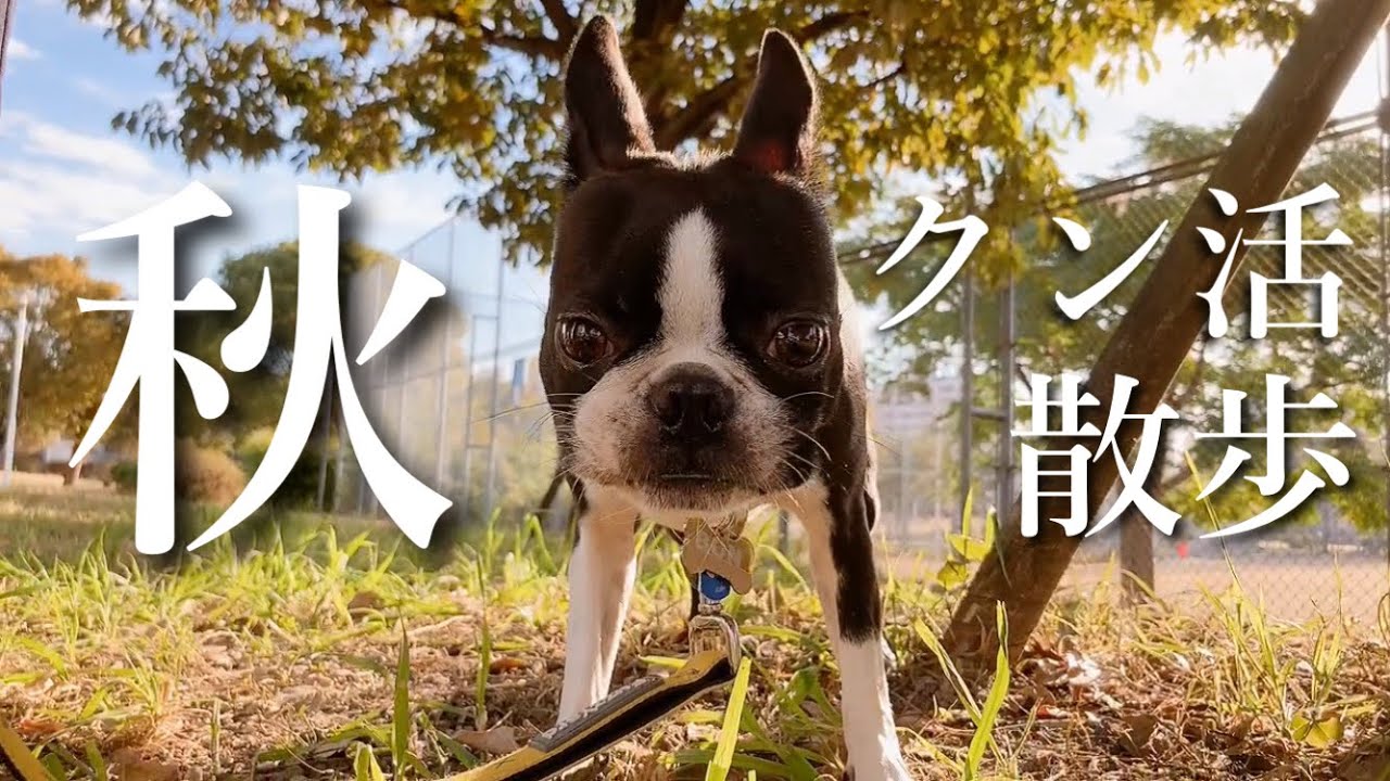 【ボストンテリア】秋散歩〜クン活したり、ワンコに引かれたり、草を食べたり、水に入ったり〜