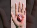 Your heart at your palm #facts #heartbit #jointhealth
