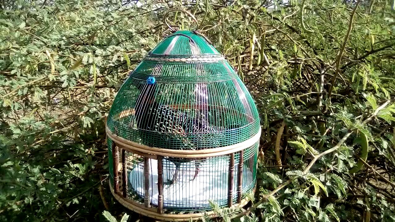 کالا تیتر آواز