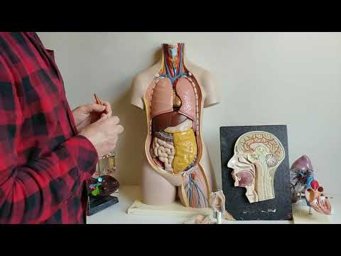 Wideo: Anatomia Barku, Obszar I Schemat - Mapy Ciała