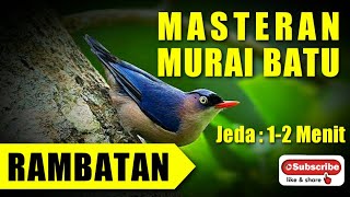 MASTERAN MURAI BATU 🔴 suara rapat RAMBATAN berjeda 1-2 menit