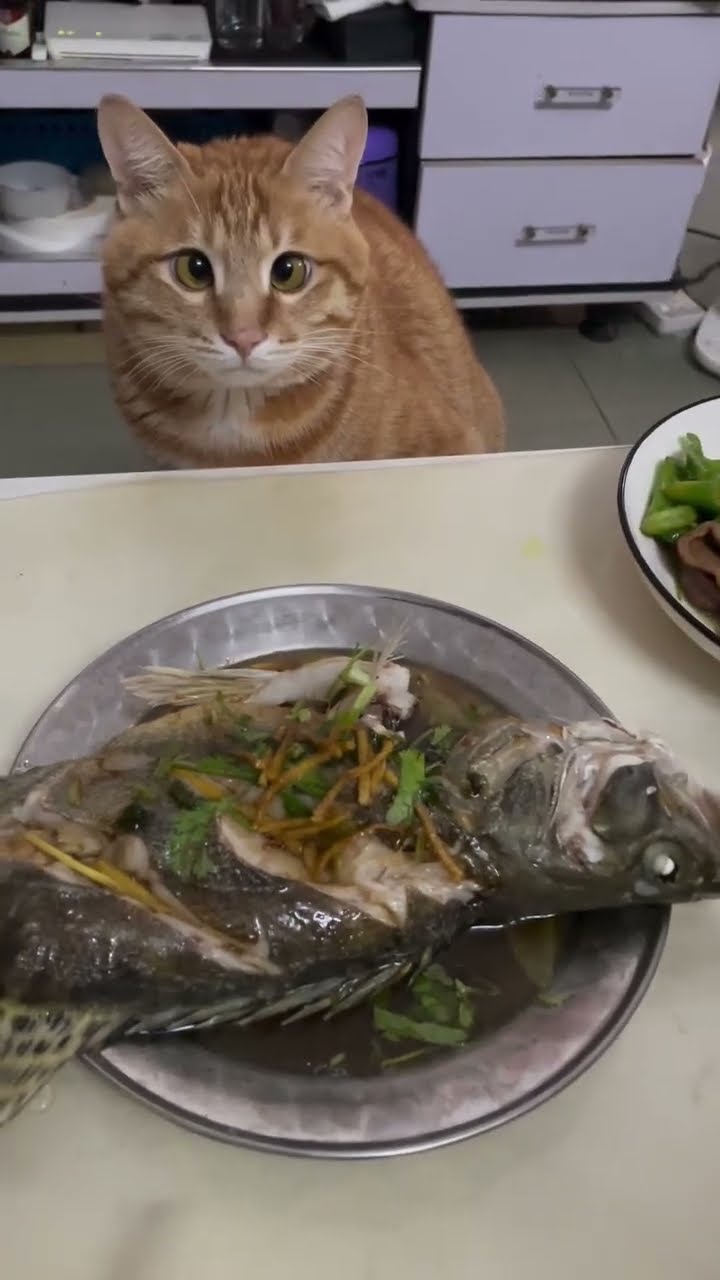 Très drôle le chat