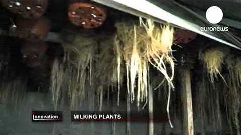 Milking plants   euronews, innovation