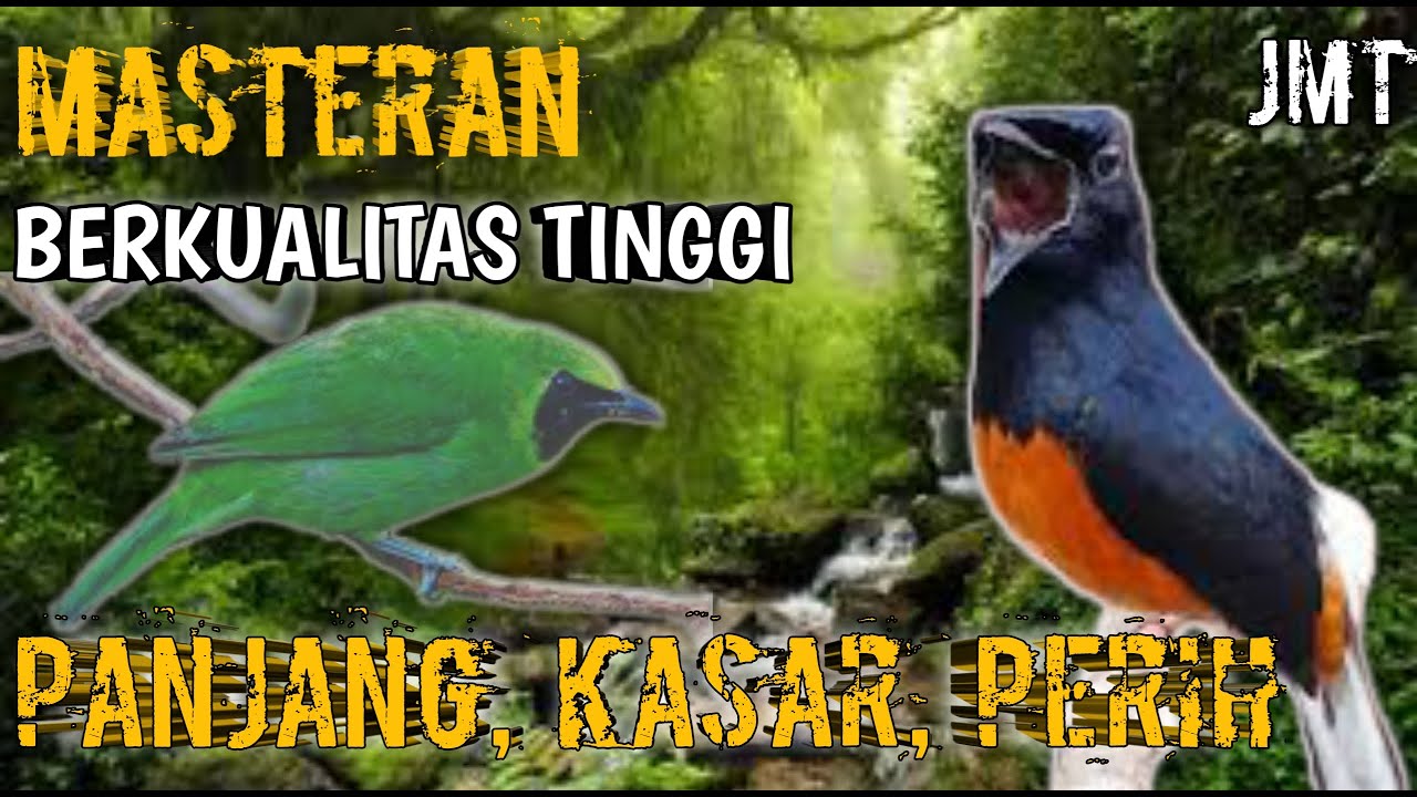 masteran cucak ijo bikin merinding semua bulu | masteran murai batu