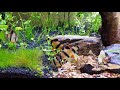 Aggressive cichilid vs semi aggressive tiger barbs fighting for feeder ghost shrimp