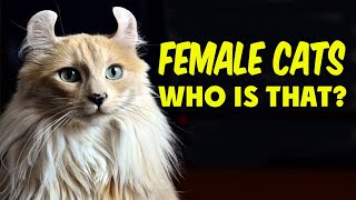 13 Surprising Facts About Female Cats You Need To Know