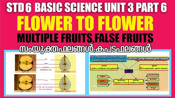 STD 6 Basic Science Unit 3|Flower To Flower Part 6|Multiple Flowers|False Flowers|Victers|Umakkutty