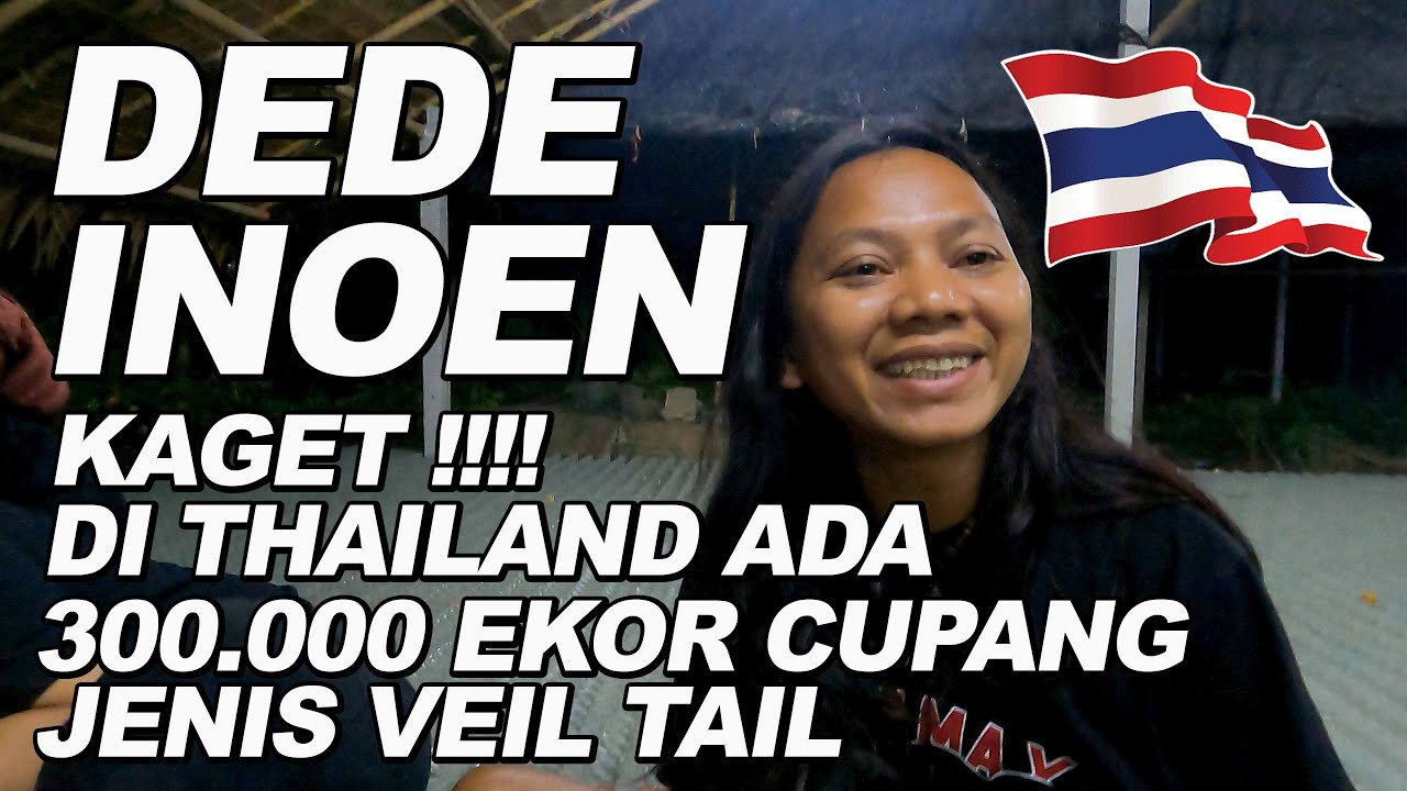 DEDE INOEN BINGUNG ADA 300.000 IKAN CUPANG JENIS VEIL TAIL DI THAILAND ...