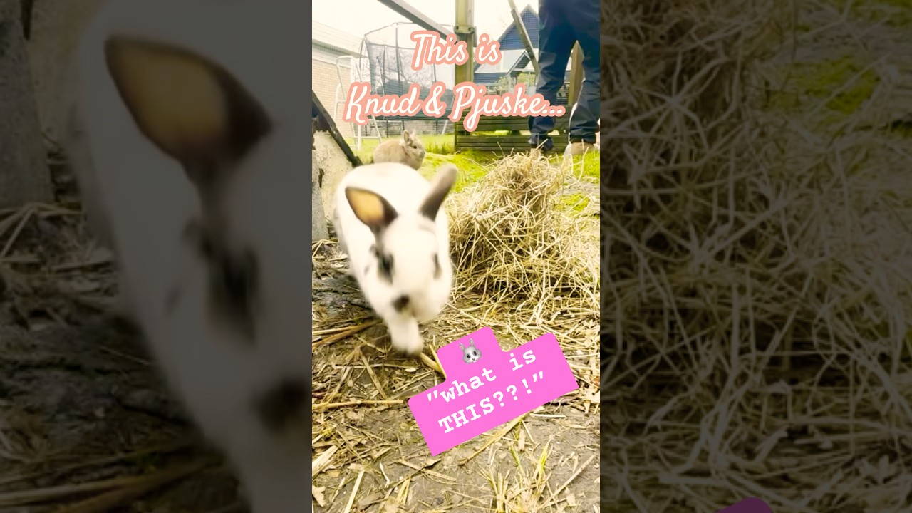 CURIOUS BUNNY 🐰❤️ 