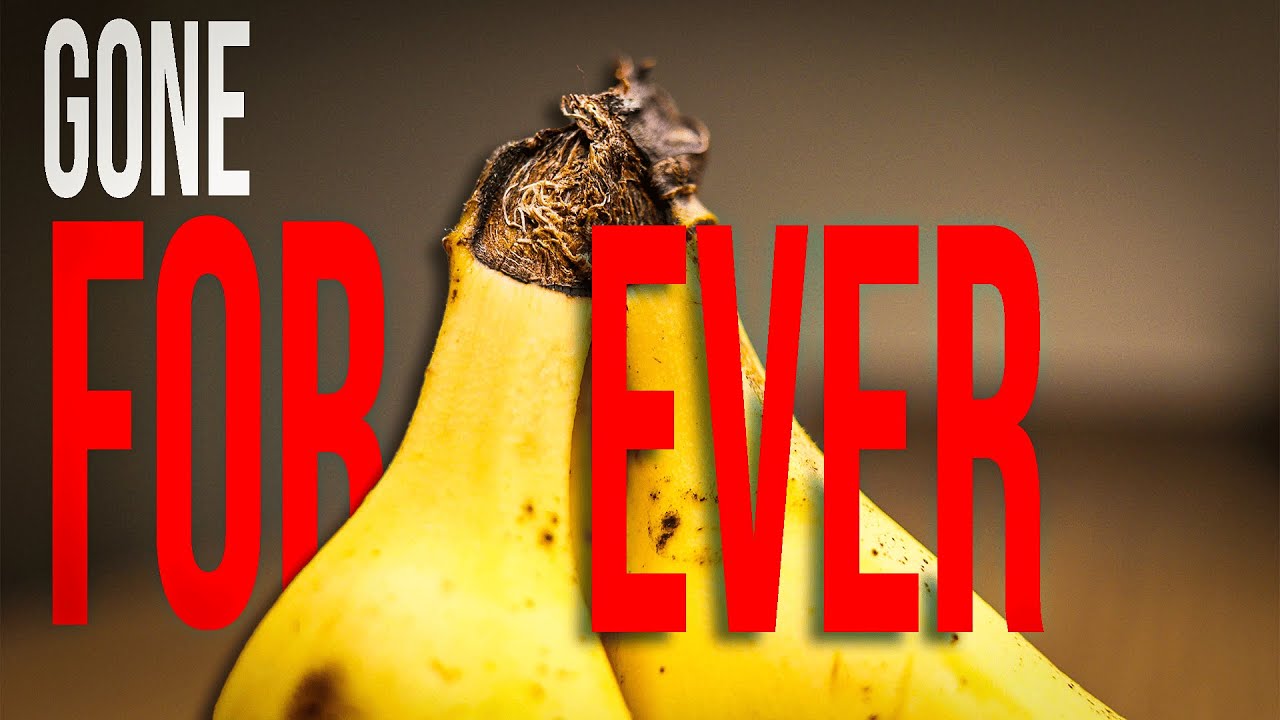 The Banana Plant Is Going Extinct Forever ⚠️